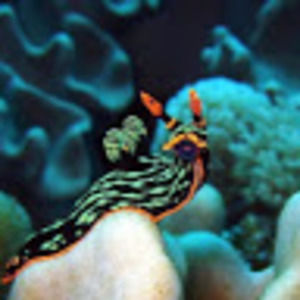 Meet your Posher, Real bounce